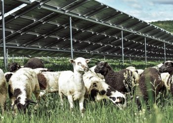 Is vegetation management a problem for your solar farm? Just add sheep